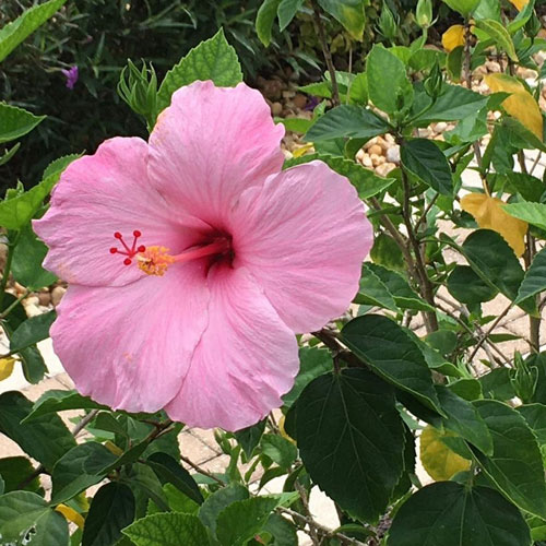 Flowers in bloom at The Charter Club of Marco Beach® | Association Features Gallery