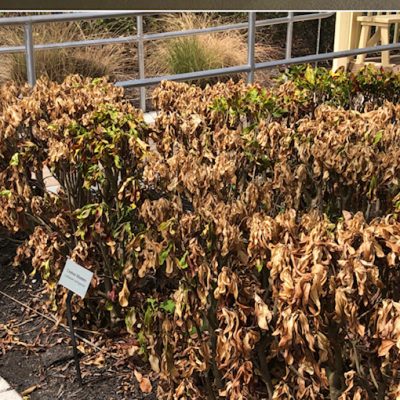 Dead plants after Hurricane Ian | The Charter Club of Marco Island
